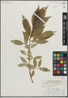 Foto von Salix lucida Muhl.